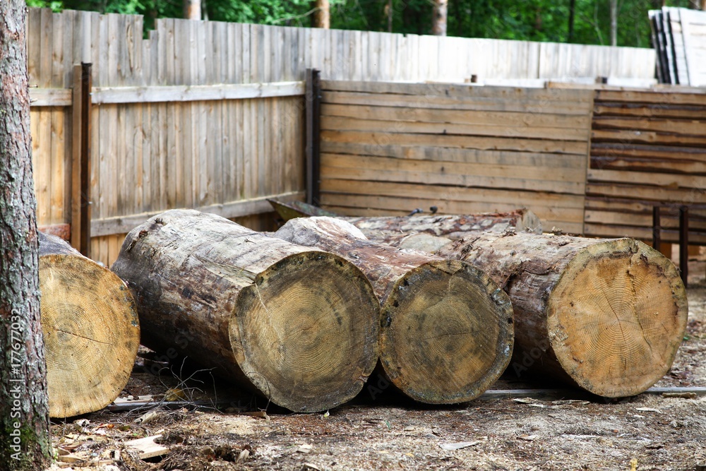 Very large pine logs. Billets for future sculptures made of wood. Very large pine logs. Billets for future sculptures made of wood.