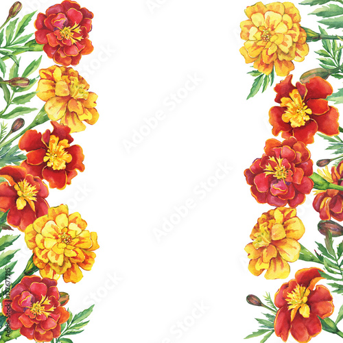 Frame from flowers Tagetes patula, the French marigold (Tagetes erecta, Mexican marigold). Red, yellow marigold. Watercolor hand drawn painting illustration isolated on white background.