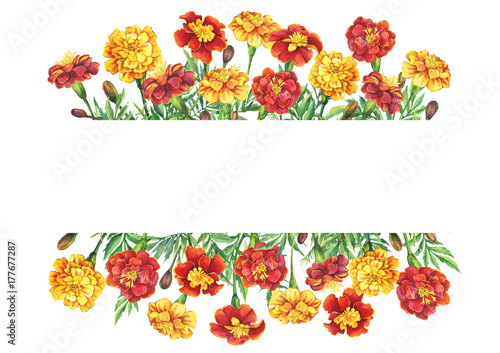 Wallpaper Mural Banner with a flowers Tagetes patula, the French marigold (Tagetes erecta, Mexican marigold). Red, yellow marigold. Watercolor hand drawn painting illustration isolated on white background. Torontodigital.ca