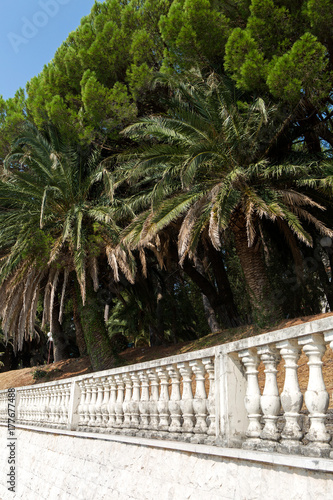 group of palm trees growing over the stone fence on the embankment photo