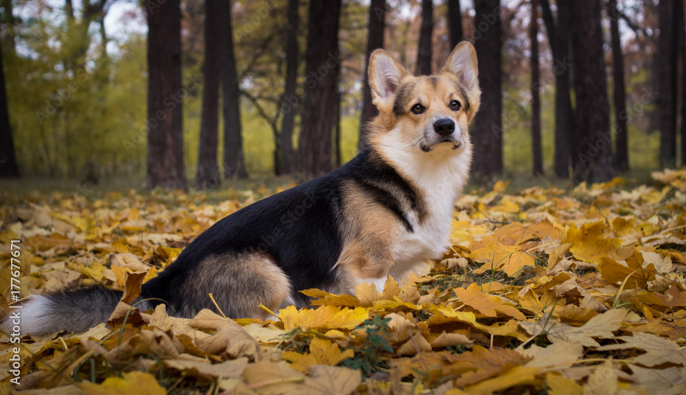 Dog breed Welsh Corgi Pembroke on a walk in a beautiful autumn forest. Dog breed Welsh Corgi Pembroke on a walk in a beautiful autumn forest.