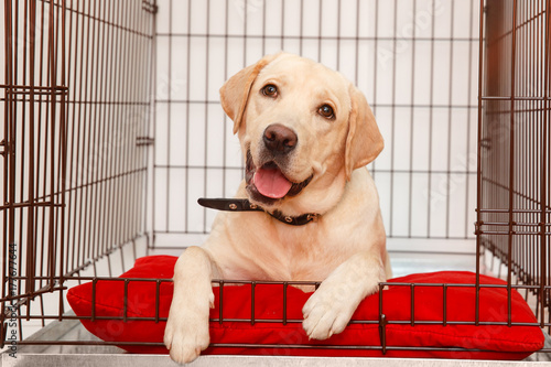 Dog in cage. Isolated background. Happy labrador lies in an iron box photo