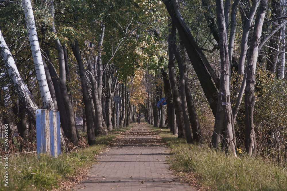 Fototapeta premium autumn magic