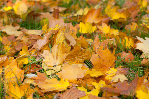 Yellow fallen leaves lie on the ground in the fall in nature.