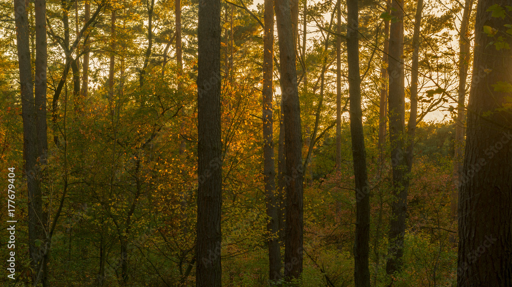 Forest in Germany during autumn