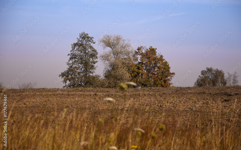 autumn trees