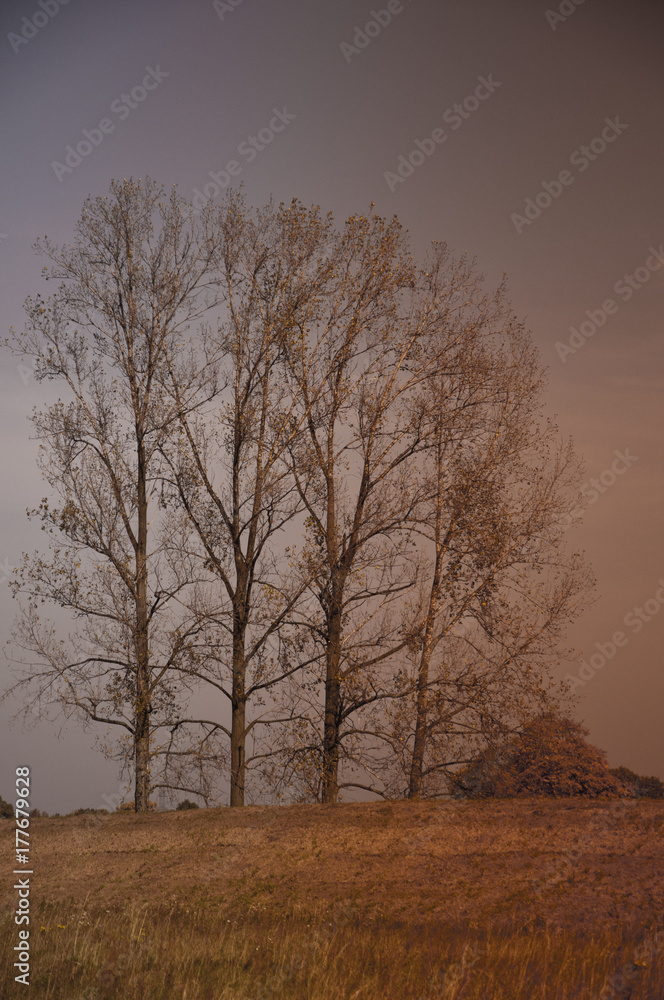 autumn trees