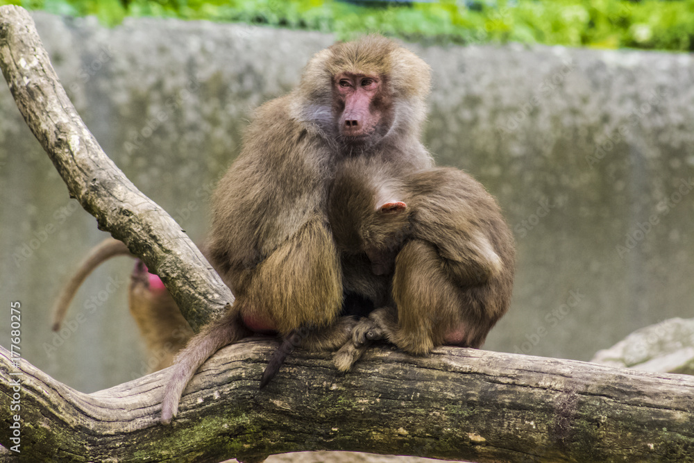 Naklejka premium hide me!