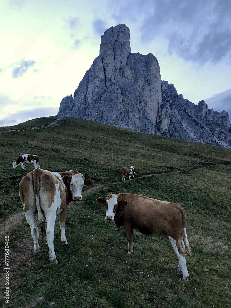 Summer landscape, alpine pass and cows, Passo Giau with famous Nuvolau peaks in background, Dolomites, Italy, Europe Summer landscape, alpine pass and cows, Passo Giau with famous Nuvolau peaks in background, Dolomites, Italy, Europe