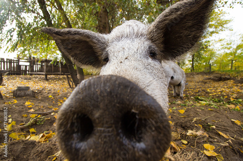 domestic pigs (Sus scrofa domesticus) photo