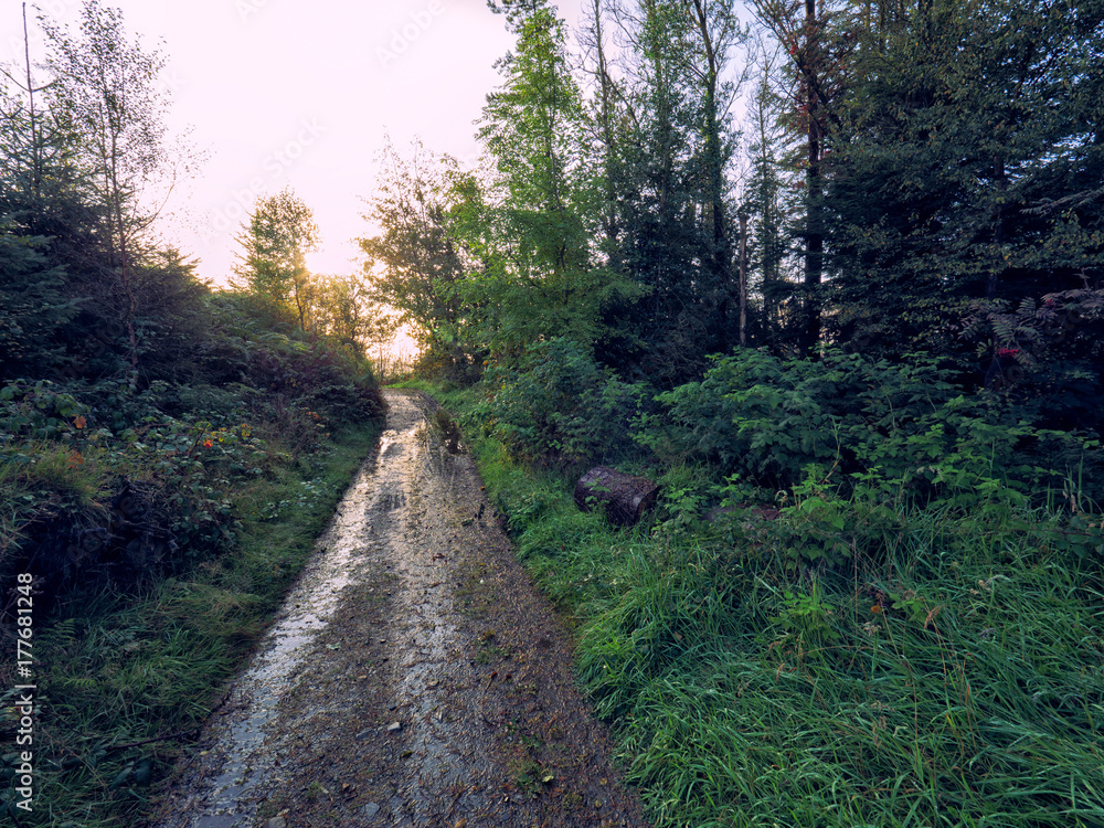 Fototapeta premium Early Autumn countryside morning,Northern Ireland