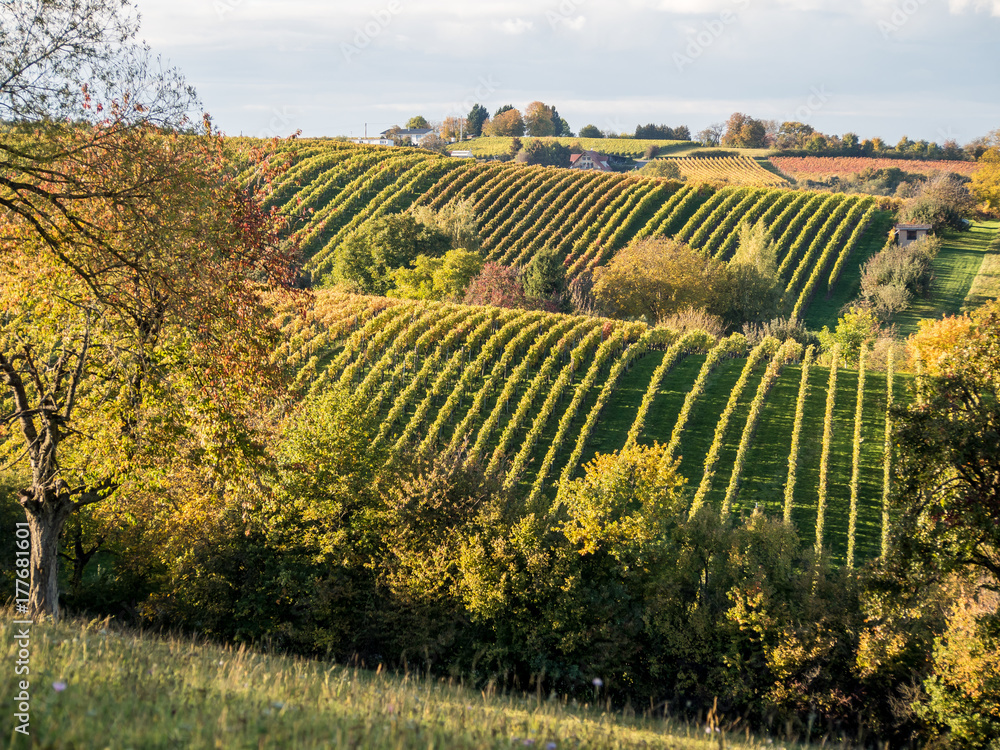 Fototapeta premium Weinberge im Herbst
