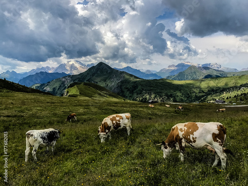 Summer landscape, alpine pass and cows, Passo Giau with famous Nuvolau peaks in background, Dolomites, Italy, Europe © Gorilla
