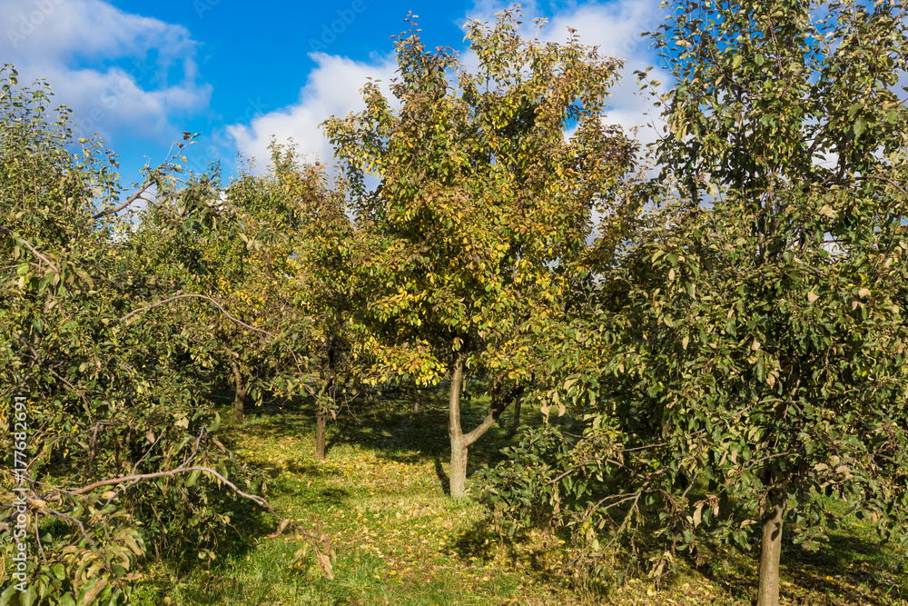 Fototapeta premium apple orchard in autumn