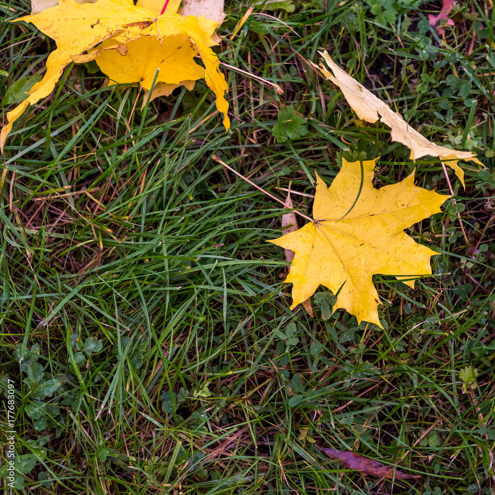 Colorful autumn leaves on the ground autumn background Colorful autumn leaves on the ground autumn background