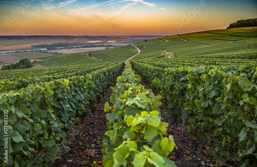 Champagne region in France. A beautiful view. photo