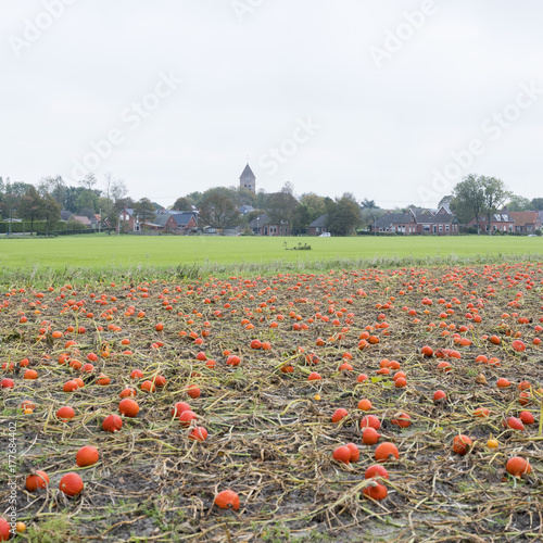dutch village of Godlinze in the province of groningen behind pumpkin field and meadow in the netherlands photo