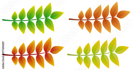 Colourful 3d ash leaves isolated on white background. Vector.