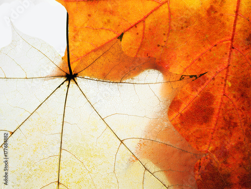 background from the leaves of the old maple transparent collapsed and the you...