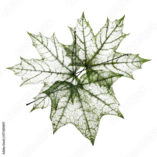 background from the leaves of the old maple transparent delicate pattern coll...
