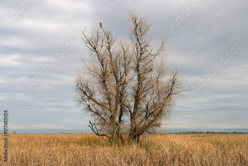 Isolated tree with bird