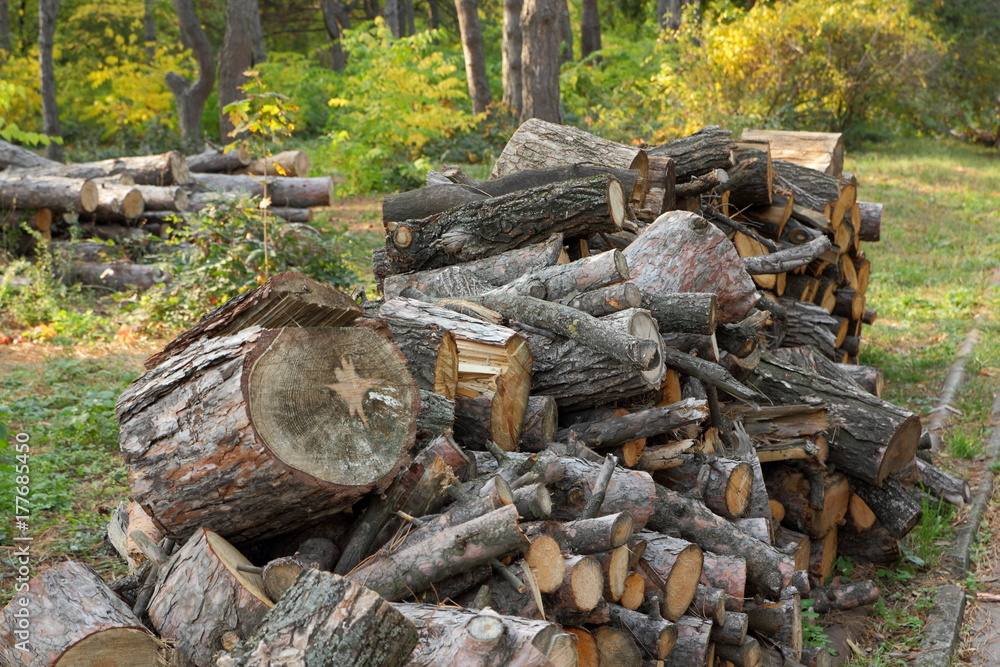 Deforestation, felled tree trunks in the forest, environmental protection, causes of global warming, climate change, farming, Deforestation, felled tree trunks in the forest, environmental protection, causes of global warming, climate change, farming,