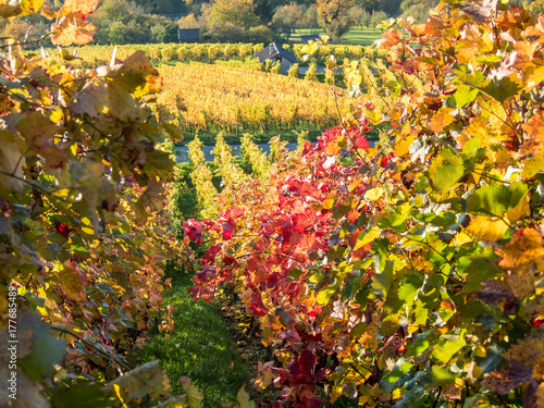 Herbstliches Weinlaub