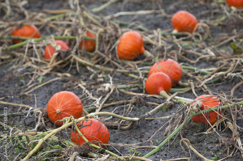 fresh organic orange pumpkins on field ready to be harvested on field in the north of the netherlands near groningen