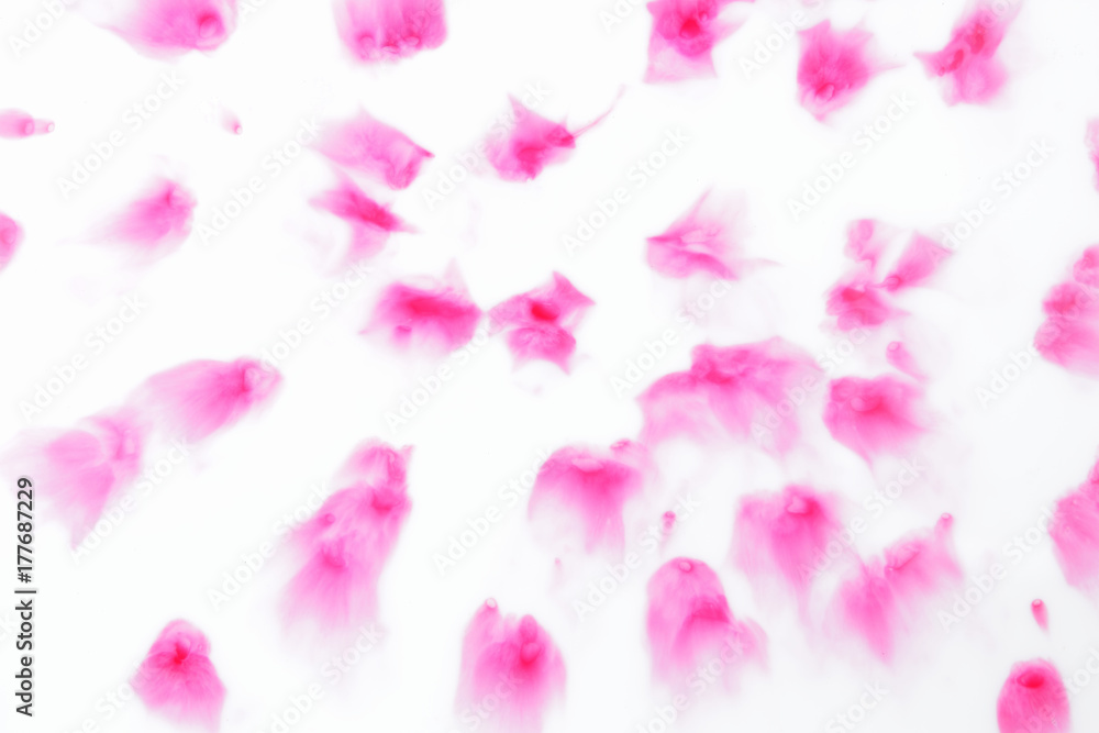 Pink abstract spots on white background, paint dissolved in milk, art, abstract pink white texture for designer Pink abstract spots on white background, paint dissolved in milk, art, abstract pink white texture for designer