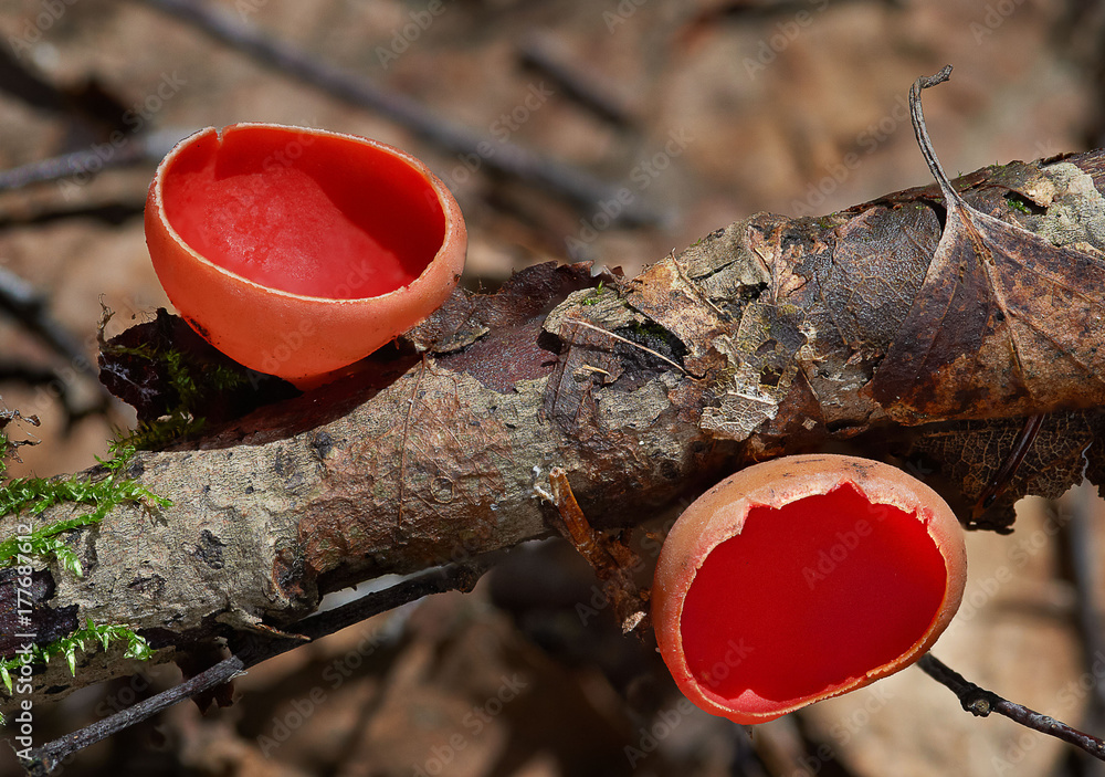 Fungi Aleuria aurantia in its natural environment Fungi Aleuria aurantia in its natural environment