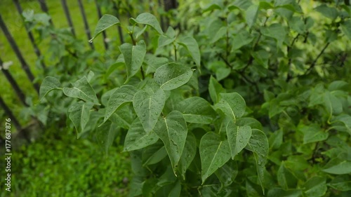 Wallpaper Mural Leaves after the rain_2 Torontodigital.ca