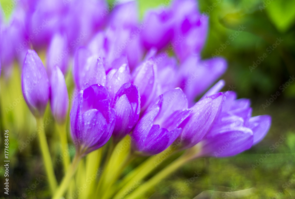 Beautiful violet crocus flowers in the garden. Beautiful violet crocus flowers in the garden.