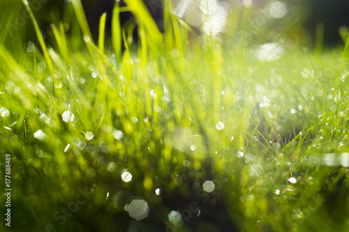 Green grass under rays of sun.