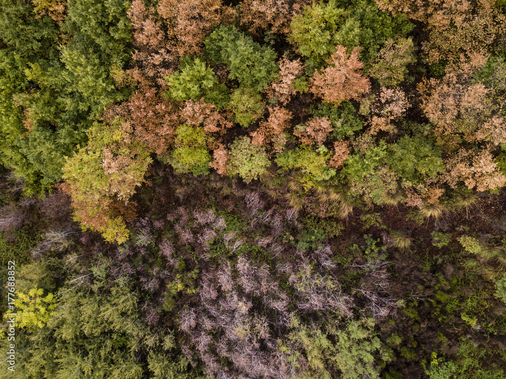 Aerial view of the Italian wild forest with tall and colorful trees at sunset. Autumn season in Italy. Aerial view of the Italian wild forest with tall and colorful trees at sunset. Autumn season in Italy.