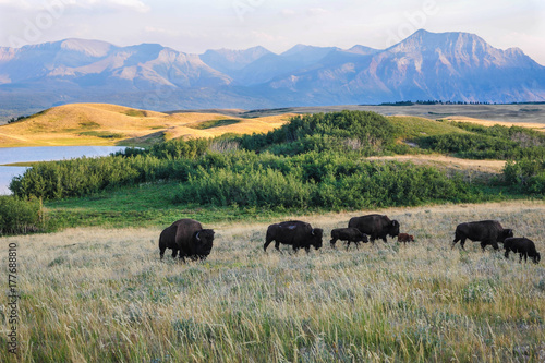 Rolling Hills Near Waterton National Park