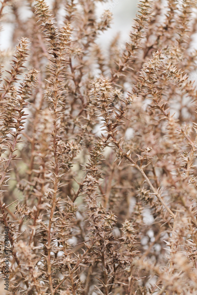 Fototapeta premium autumn meadow with field dry plants