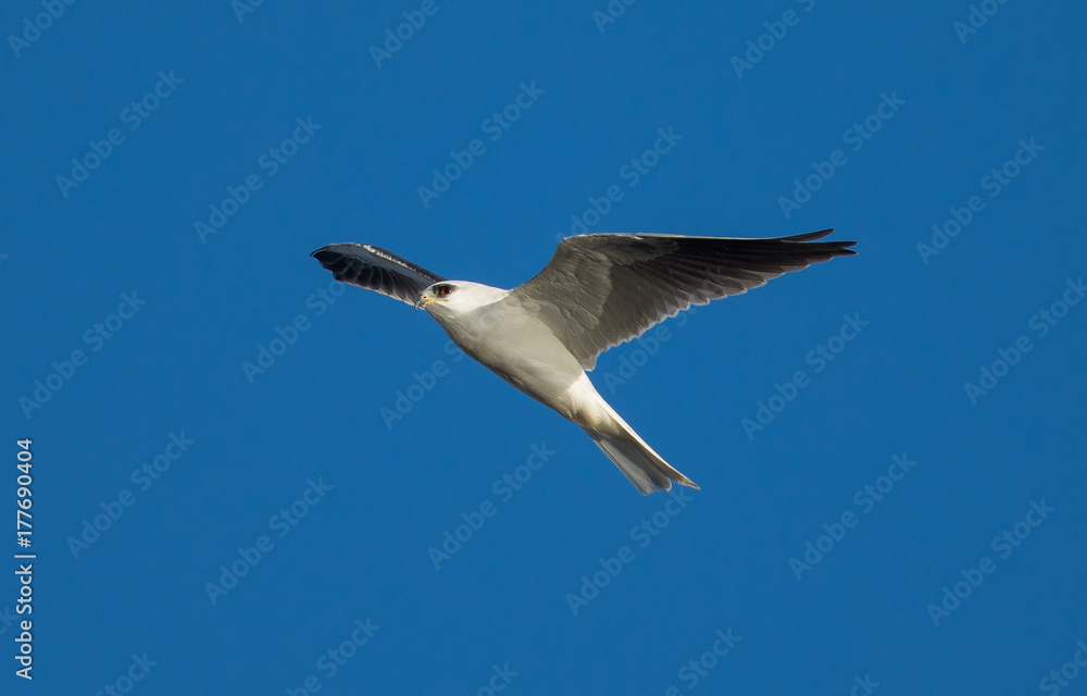 Obraz premium close view of a white-tailed kite flying in the wild