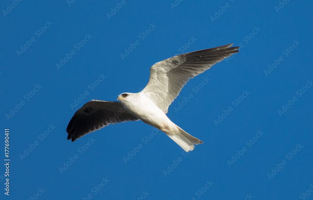 close view of a white-tailed kite flying in the wild close view of a white-tailed kite flying in the wild