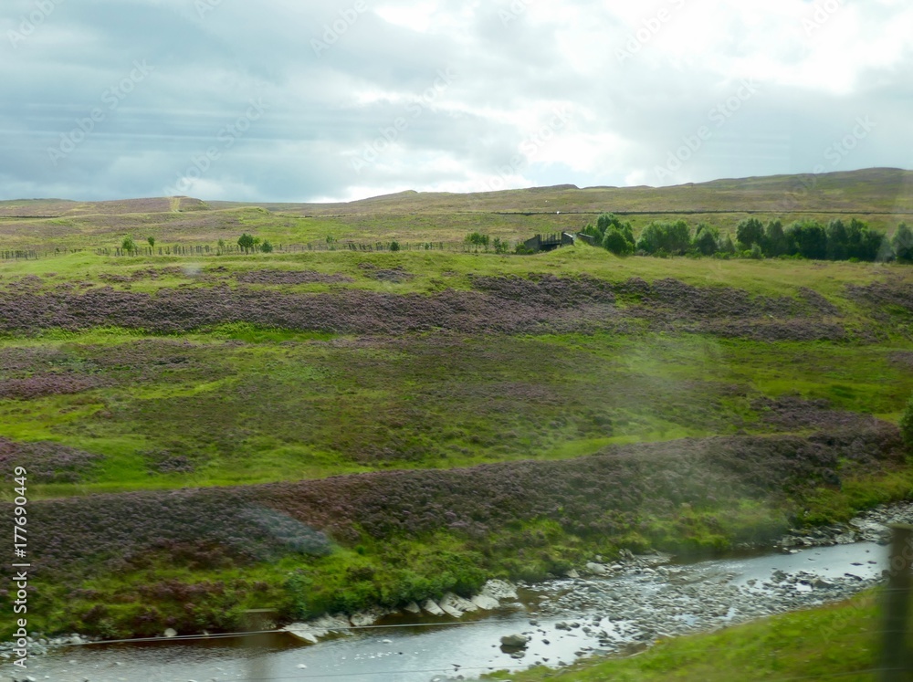 Scotland heather fields