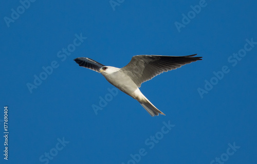 close view of a white-tailed kite flying in the wild