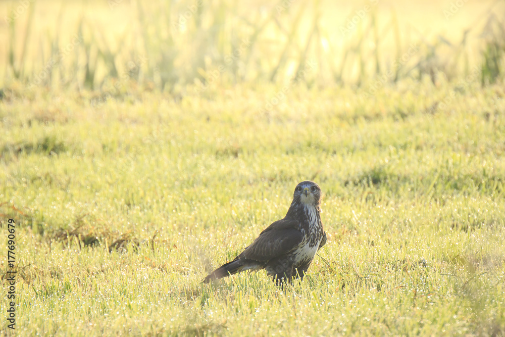 Obraz premium Buzzard Buteo buteo catch a prey during a foggy sunset