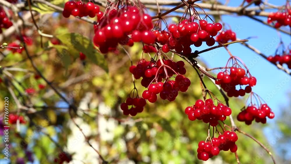 viburnum, a branch of a viburnum viburnum, a branch of a viburnum