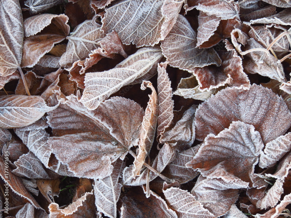 Feuilles mortes givrées au sol en automne Feuilles mortes givrées au sol en automne