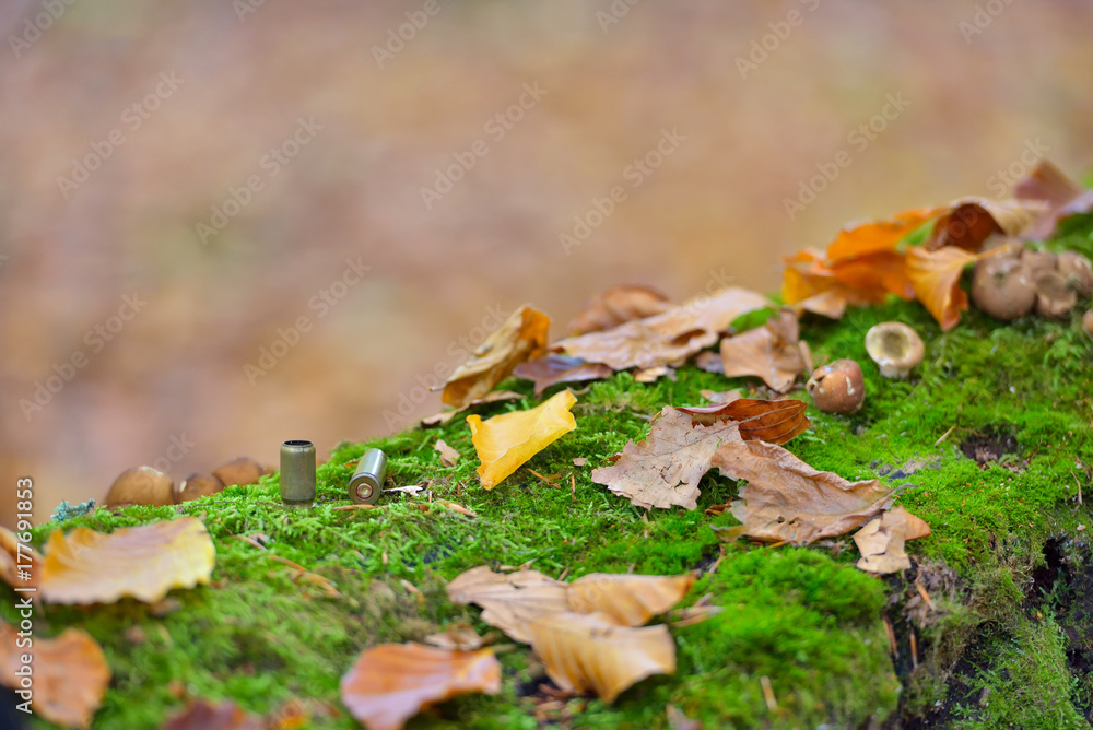 Bullet casings strewn on forest floor close up, autumn colors Bullet casings strewn on forest floor close up, autumn colors