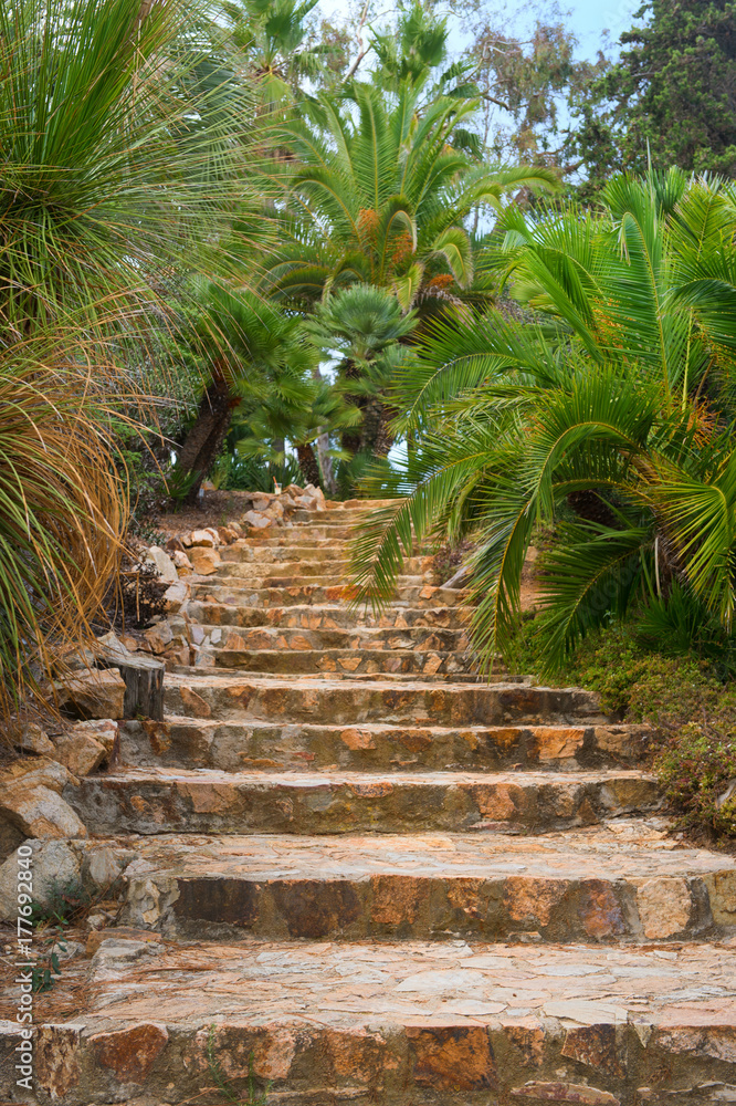 Fototapeta Tropikalne schody z palmami