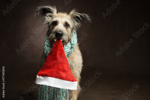 A funny brown dog and a bearded muzzle sitting and looking at the camera, in the mouth, he holds a Santa Claus hat.