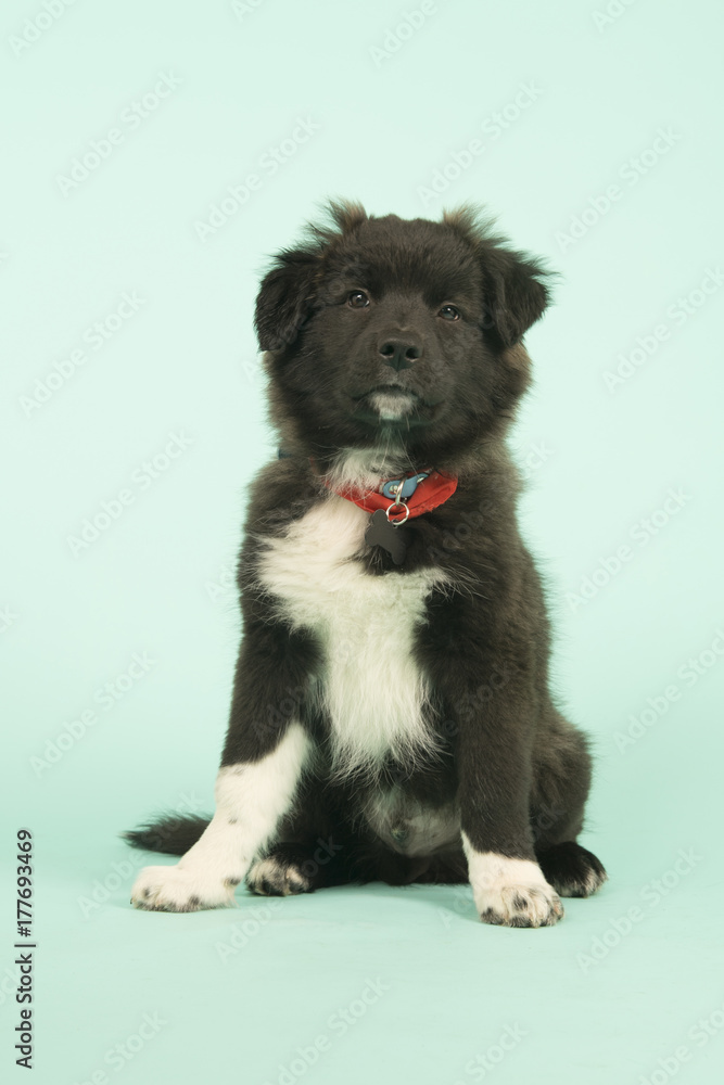 Cross breed Border Collie puppy on green Cross breed Border Collie puppy on green