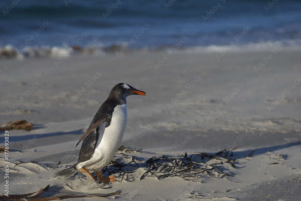 Obraz premium Gentoo Penguin (Pygoscelis papua) on a sandy beach on Sea Lion Island in the Falkland Islands.