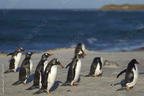 Gentoo Penguins  Pygoscelis papua  on a sandy beach on Sea Lion Island in the Falkland Islands.