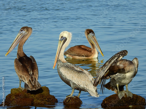 Pelicans rocks and water florida wildlife